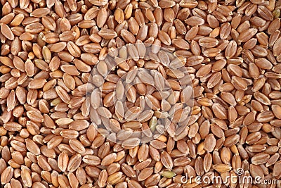 Wheat grains Stock Photo