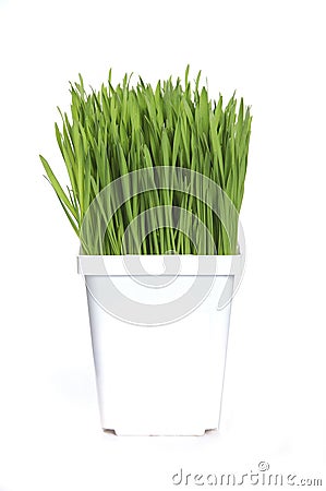 Wheat grass Stock Photo