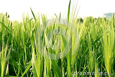 Wheat Grass Stock Photo