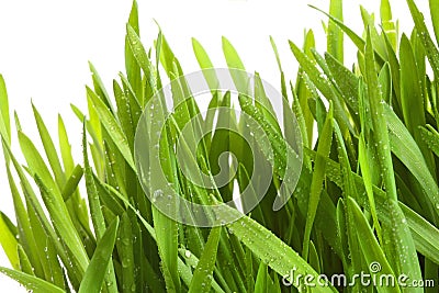 Wheat-grass against a white Stock Photo