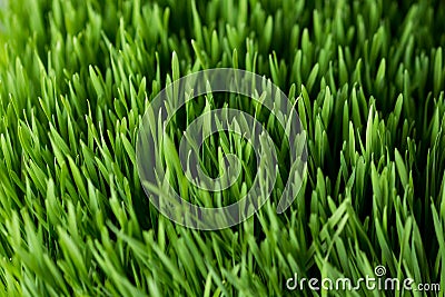 Wheat grass closeup Stock Photo