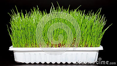 Wheat grass Stock Photo