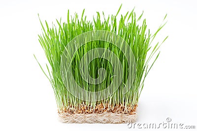 Wheat grass Stock Photo