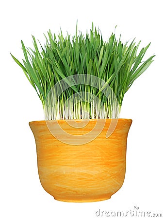 Wheat grass in pot Stock Photo