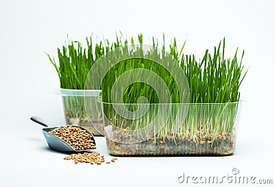 Wheat grass sprouts in a plastic container and wheat grains in a mettalic scoop on a blue background Stock Photo