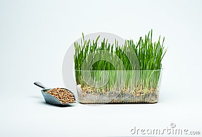 Wheat grass sprouts in a plastic container and wheat grains in a mettalic scoop on a blue background Stock Photo