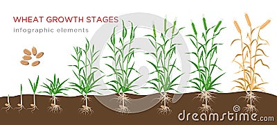 Wheat growth stages from seed to ripe plant infographic elements isolated on white background. Wheat growing vector Vector Illustration