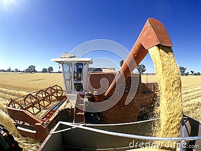 Wheat harvest, Australia. Stock Photo