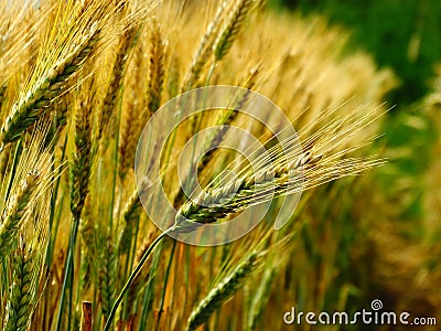 Wheat harvest on the field Stock Photo