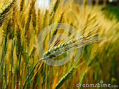 Wheat harvest on the field Stock Photo