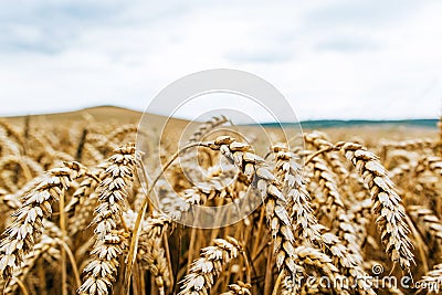 Wheat harvest. Fields of ripe wheat. Agrarian industry Stock Photo