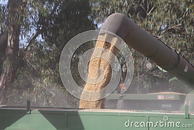 Wheat Harvest Pouring Into Grain Silo Stock Photo