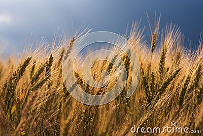 Golden wheat against the backdrop of a stormy sky Stock Photo