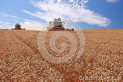 Wheat harvester in action Stock Photo
