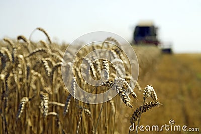 Wheat harvesting Stock Photo