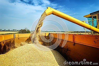 Wheat harvesting combine Stock Photo