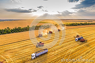 Wheat harvesting process at sunset. Combines work in the field Stock Photo