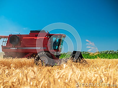 Wheat harvesting in the summer. Red harvester working in the field. Golden ripe wheat harvest agricultural machine harvester on Editorial Stock Photo