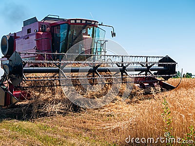 Wheat harvesting in the summer. Red harvester working in the field. Golden ripe wheat harvest agricultural machine harvester on Editorial Stock Photo