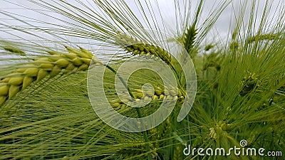 Wheat Stock Photo