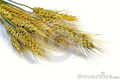 Wheat isolated Stock Photo