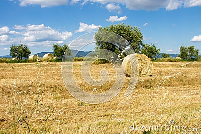 Wheat land Stock Photo