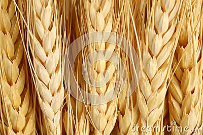 Wheat macro agriculture & farming concept Stock Photo