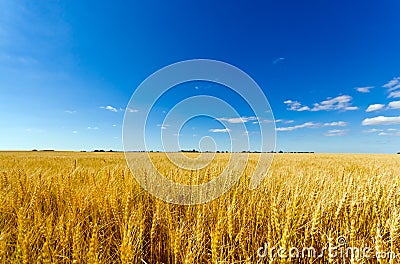 Wheat meadow Stock Photo