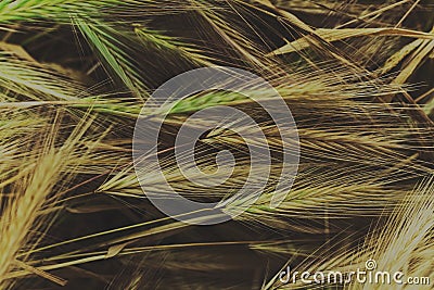 Wheat on a meadow close-up Stock Photo