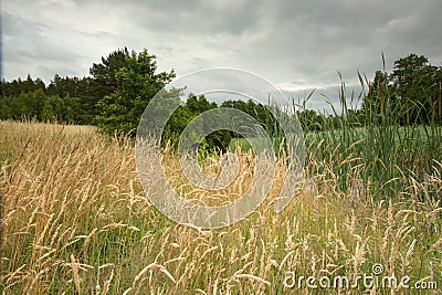 Wheat and meadow on Polish Pomerania Stock Photo
