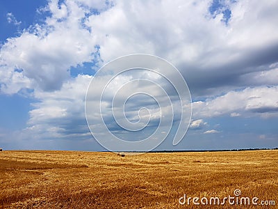 Wheat meadow on a summer day Stock Photo