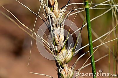 Wheat panicle infected with giberela Stock Photo