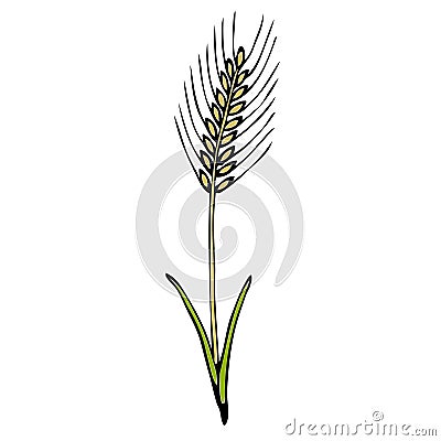 Wheat Plant Illustration Stock Illustration - Image: 39651352