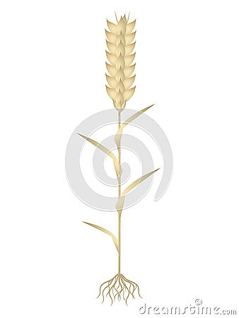 A wheat plant on a white background. Vector Illustration