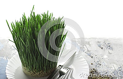 Wheat plant on white background with reflection Stock Photo