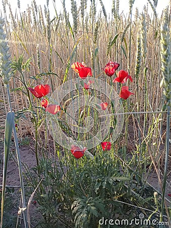 Wheat plants with ponceau flower Stock Photo