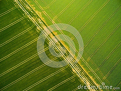 Wheat and rapeseed fields with tractor tracks. Stock Photo