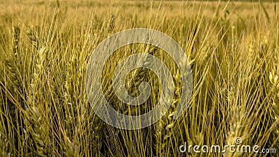 Golden wheat ear Stock Photo