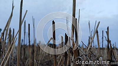 Wheat residual after cutting crops , gehun ki totar , farm residue , dry trunk of wheat Stock Photo