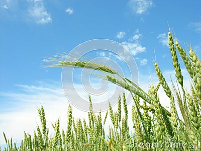 Wheat ripens. Stock Photo