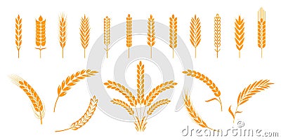 Wheat and rye ears. Barley rice grains and elements for bear logo or organic agricultural food. Vector isolated heraldic Vector Illustration