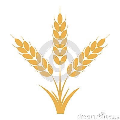 Wheat or rye ears with grains. Bunch of three yellow barley stalks. Vector. Vector Illustration