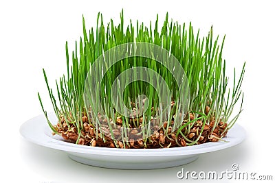 Wheat seeds with green sprouts Stock Photo