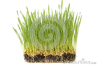 Wheat seeds with green sprouts Stock Photo