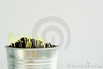 Wheat seeds sprouting from silver bucket Stock Photo