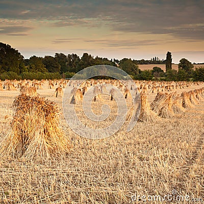 Wheat sheaves Stock Photo