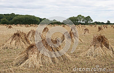 Wheat sheaves drying in a field Stock Photo