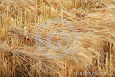 Wheat sheaves at the harvest Stock Photo