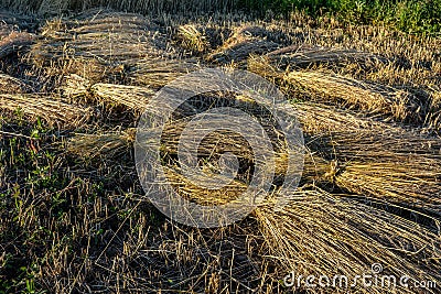 Wheat sheaves in a pile Stock Photo