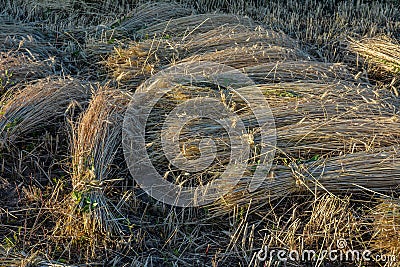 Wheat sheaves in a pile Stock Photo